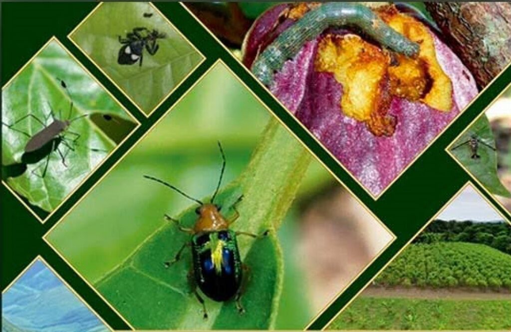 Descubren nuevas especies de insectos en cultivos de cacao en Alto Beni