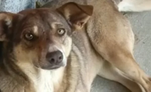 Un llamado a la solidaridad: Buscan mascotas perdidas en La Paz y El Alto