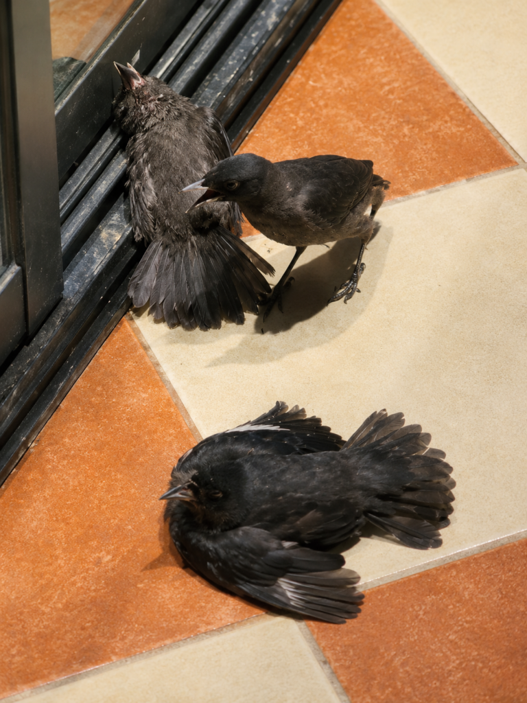 Aves generan revuelo en redes al simular estar heridas para conseguir alimento