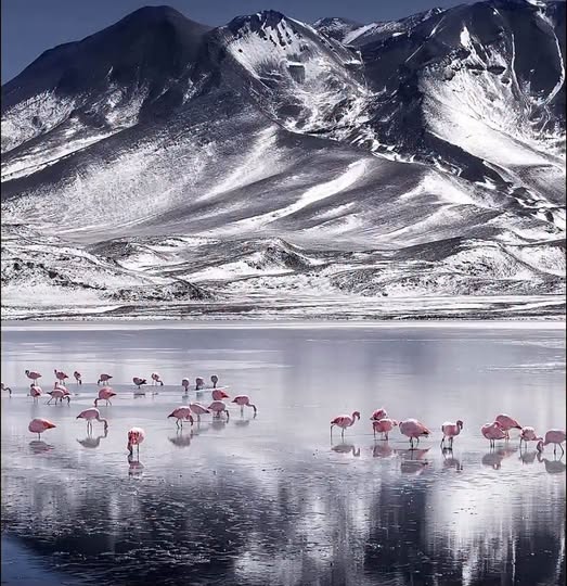Nevadas cubren de blanco el suroeste de Potosí