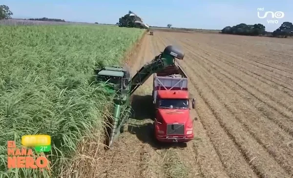 Productores de caña de azúcar enfrentan crisis por falta de diésel