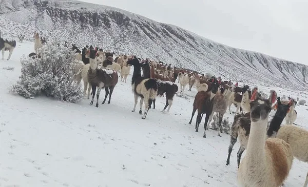 Comunidades de Potosí se visten de blanco por intensas nevadas