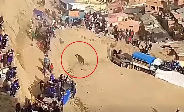 Escapada de toro genera caos en Colquiri durante corrida