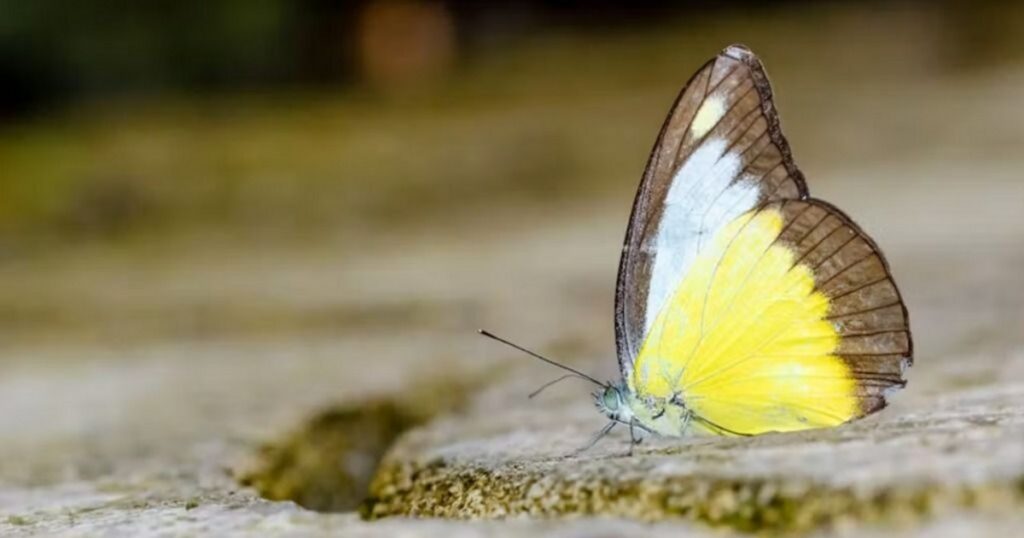 El cambio climático provoca el desplazamiento de mariposas a nuevas regiones