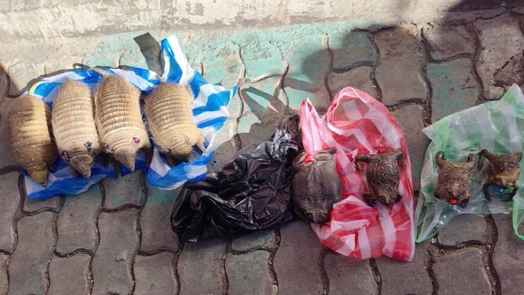 Intervención policial en La Paz desmantela tráfico de fauna silvestre