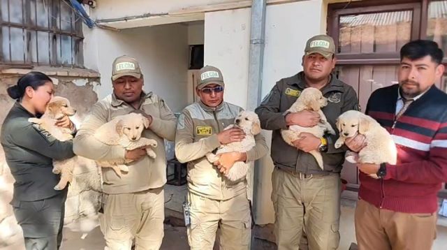 Cachorros Golden Retriever se unen a la Policía de Oruro tras un conmovedor rescate