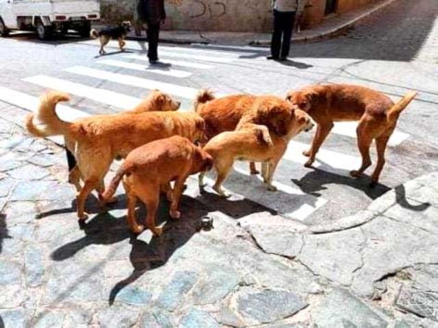 Cifras de mordeduras de perros aumentan en Potosí