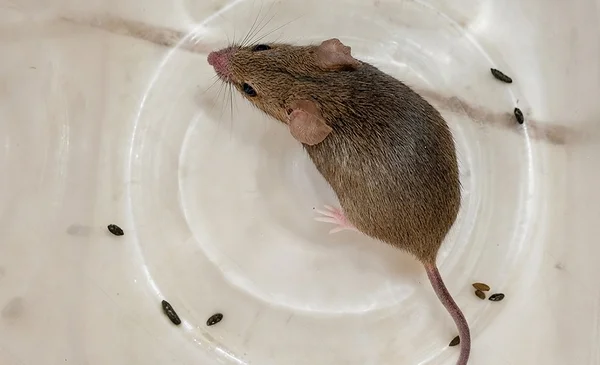 Cómo manejar la presencia de roedores en casa