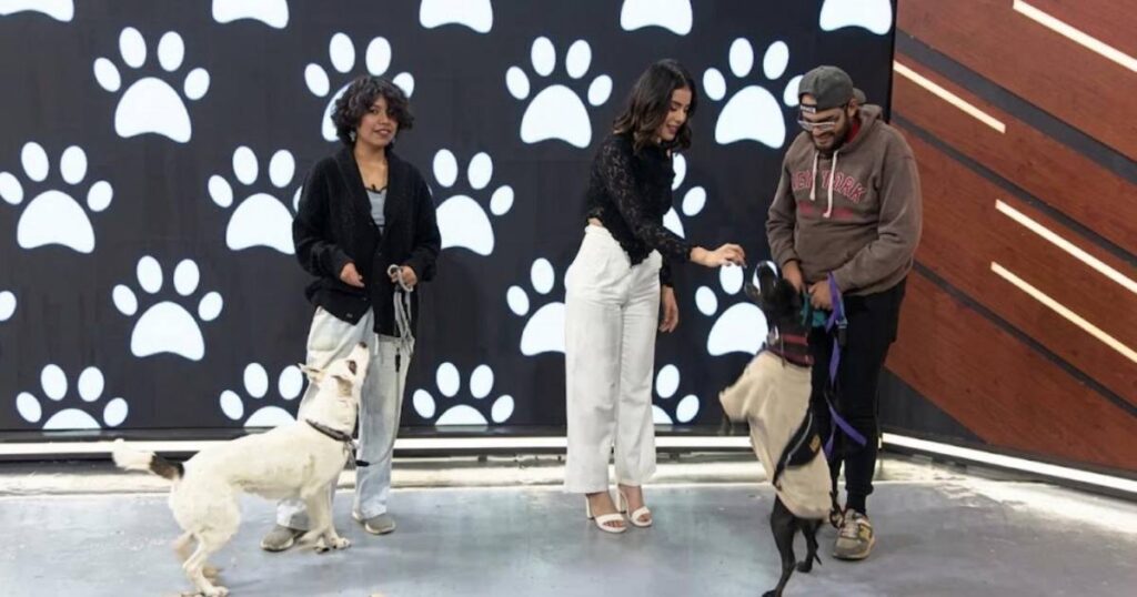 Taller "Crecer juntos" para una crianza responsable de cachorros