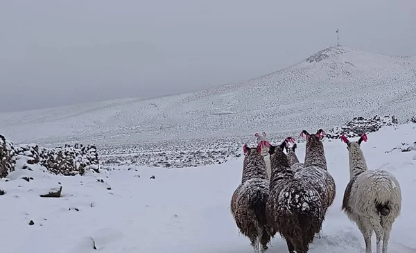 Potosí enfrenta situación de emergencia por nevadas y vientos