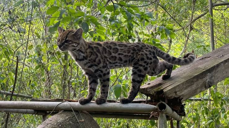 Nueva Especie de Gato Silvestre Descubierta en los Yungas de La Paz