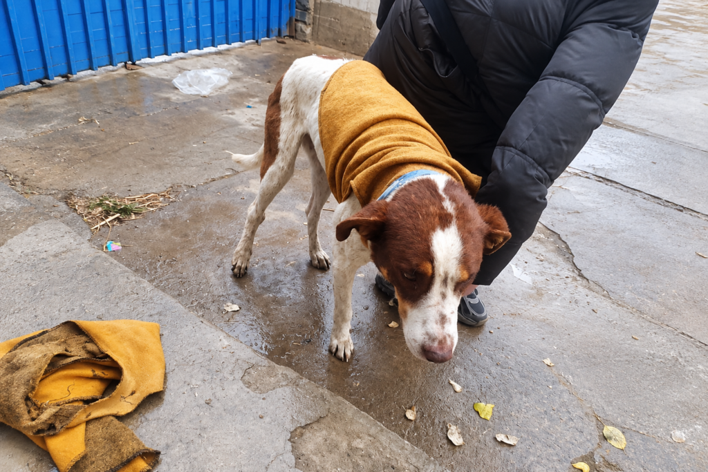 Explosiones en Viacha afectan a mascotas en la comunidad