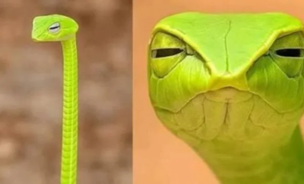 La serpiente liana verde que cautiva con su mirada