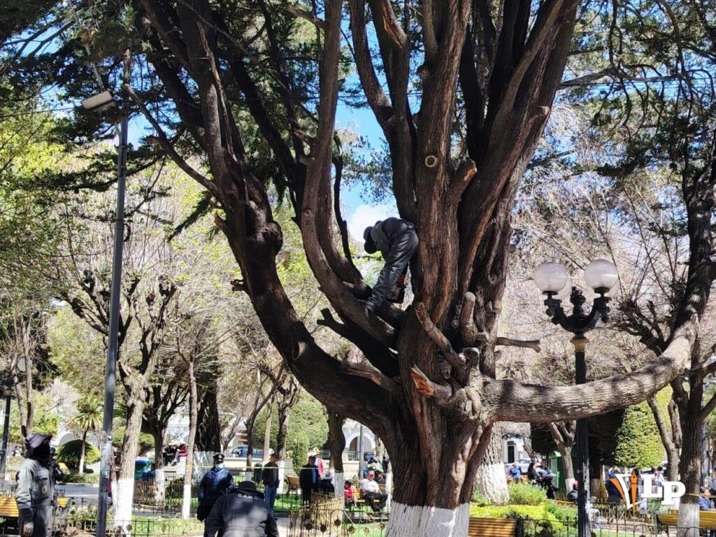 Iniciativa para modernizar la ley del árbol urbano en Oruro