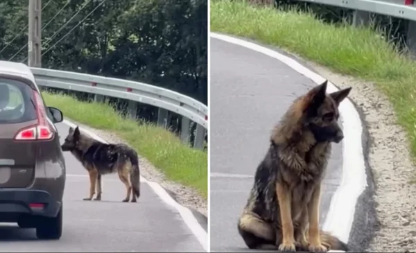 Atlas, el perro que esperó dos semanas por su familia en Polonia