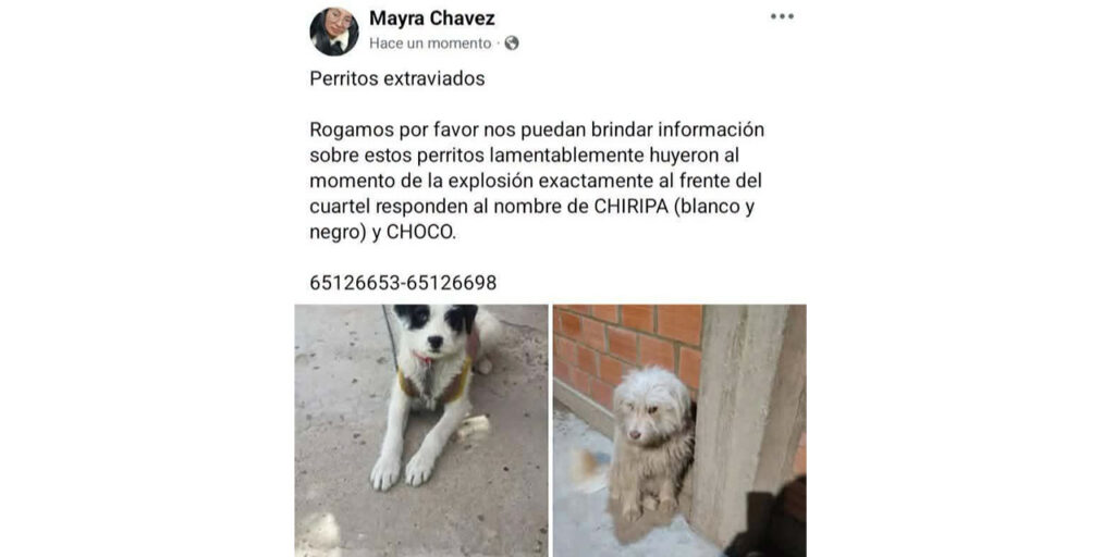 Solidaridad en Viacha: Voluntarios buscan perros tras explosión