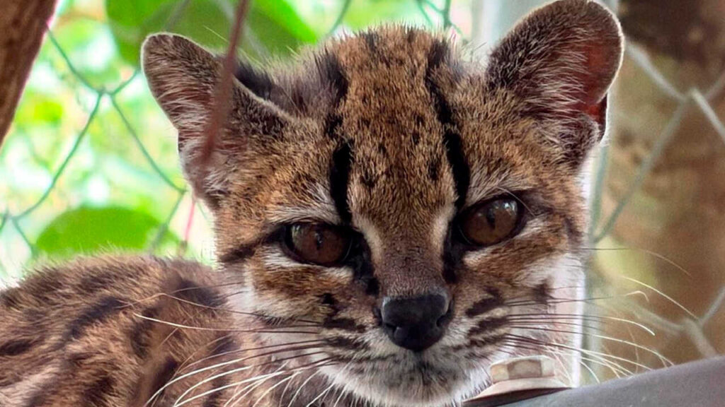Urgente llamado a la conservación del tilcayo y alerta sobre el mascotismo