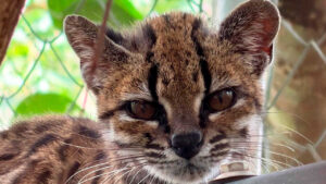 Urgente llamado a la conservación del tilcayo y alerta sobre el mascotismo