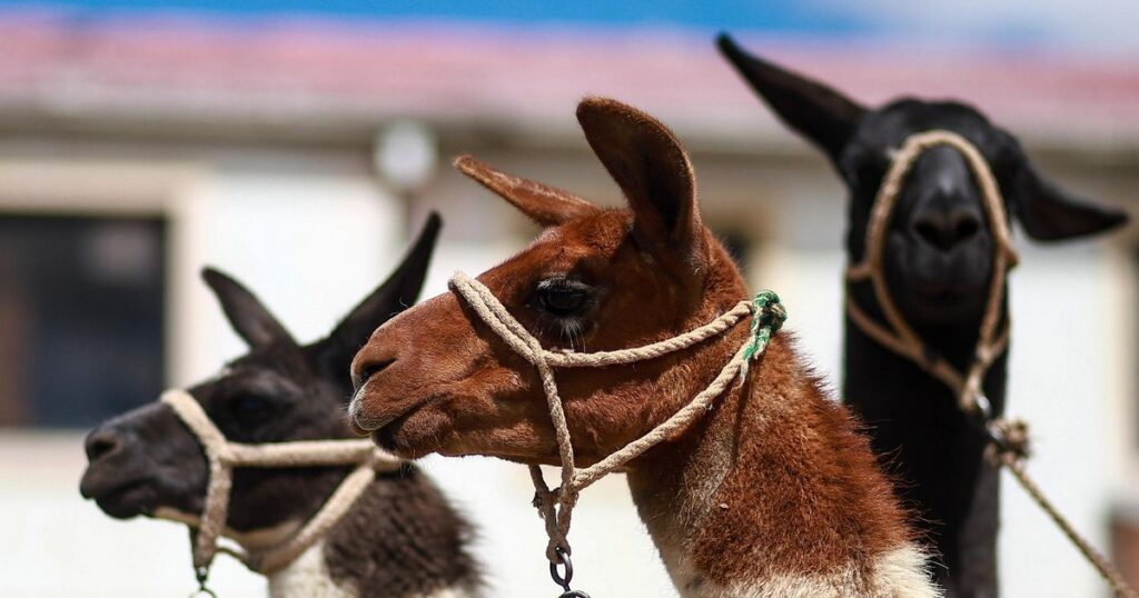 Feria Departamental de Camélidos en El Alto resalta la riqueza de productos locales