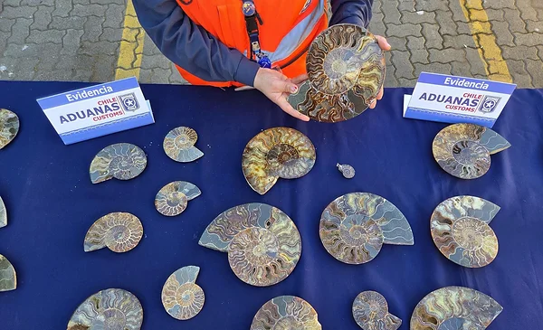 Descubren 222 fósiles marinos de 110 millones de años en Chile