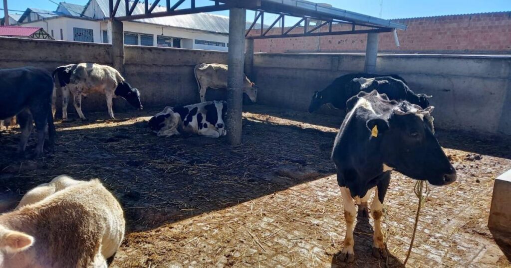 Comisaria de ganado en el lago Titicaca se entrega al matadero de El Alto