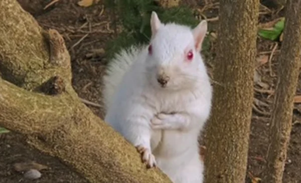 Inusual ardilla albina sorprendió a un grupo de personas en Ciudad del Cabo