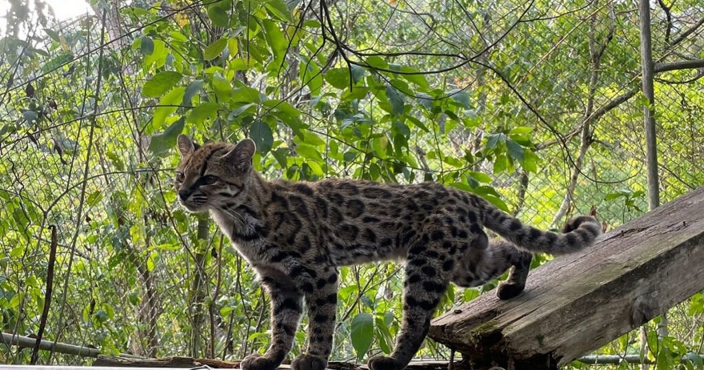 Descubrimiento del Tilcayo: un nuevo felino de los Yungas bolivianos