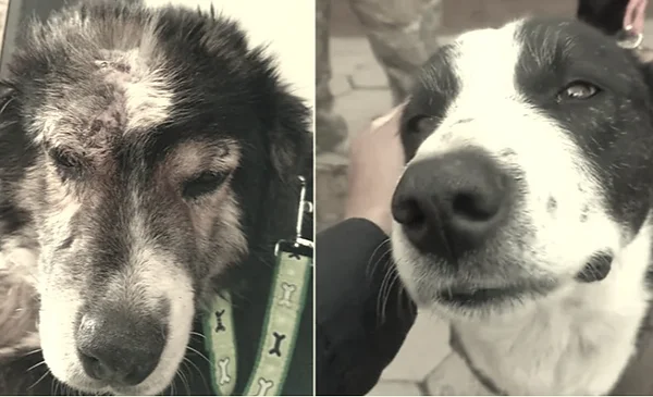 Bicho y Bolívar, dos perros rescatados de Viacha, buscan un nuevo hogar