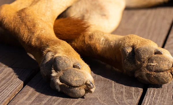 Investigación por muerte de perrita en La Paz genera preocupación en la comunidad