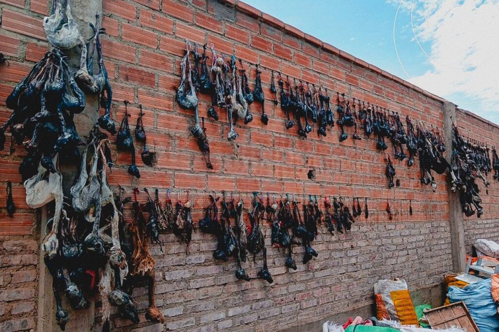 Operativo ambiental en Oruro: decomisan 600 sullus de llama y quirquinchos disecados