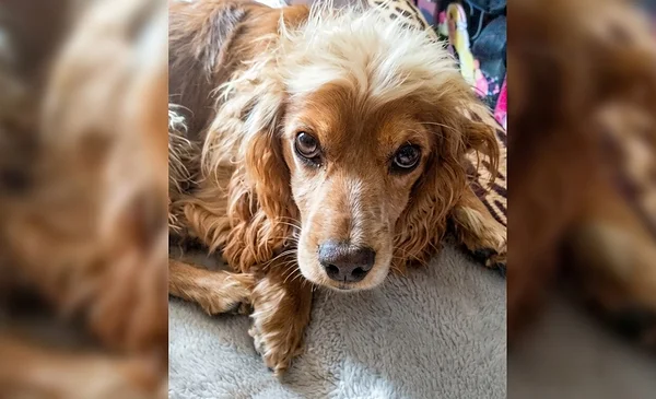 Buscan a Coronel, un perrito cocker que desapareció en La Paz