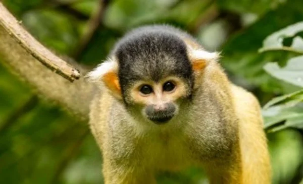 Acciones para denunciar el tráfico de animales silvestres en Bolivia