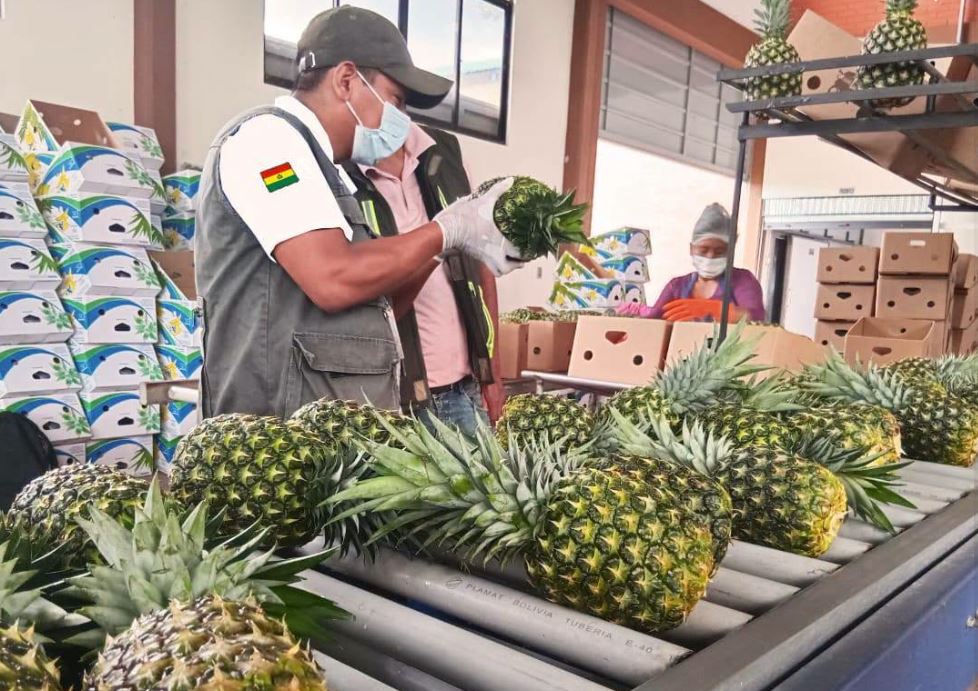 Bolivia inicia la exportación de piña a Chile en 2026
