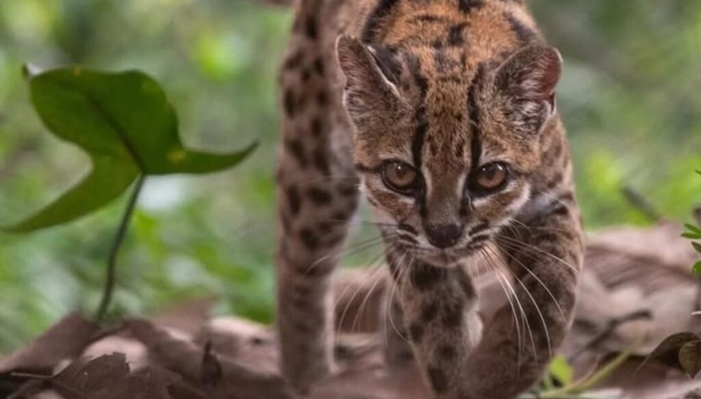 Inicia campaña de sensibilización para proteger al felino “Tilcayo”