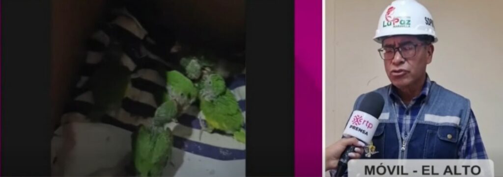 Operativo rescata 59 pericos de venta ilegal en Palos Blancos