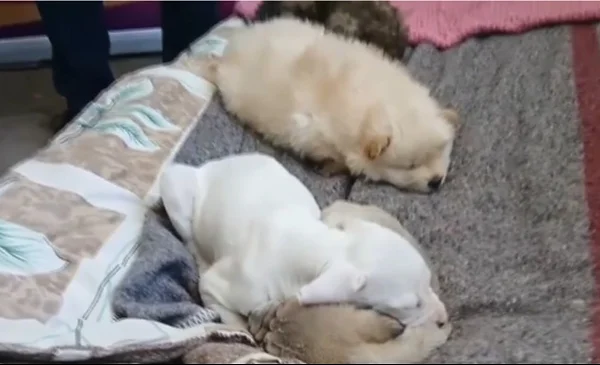 Rescate de 44 animales en El Alto impulsa campaña de adopción