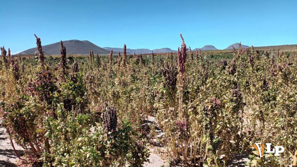 Caracollo enfrenta escasez de combustible que afecta cultivos