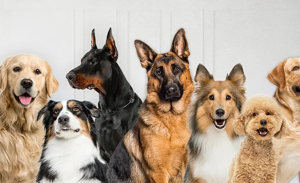 Consejos para evitar peleas entre perros en el hogar
